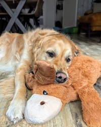Golden retriever playing with moose dog toy