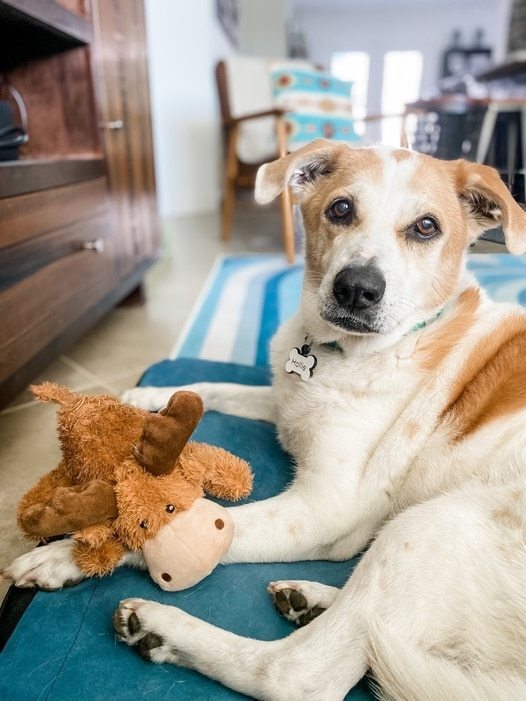 Dog lies down beside Cozy Marvin Moose