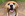 very happy brown dog