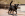 black dog running with toy