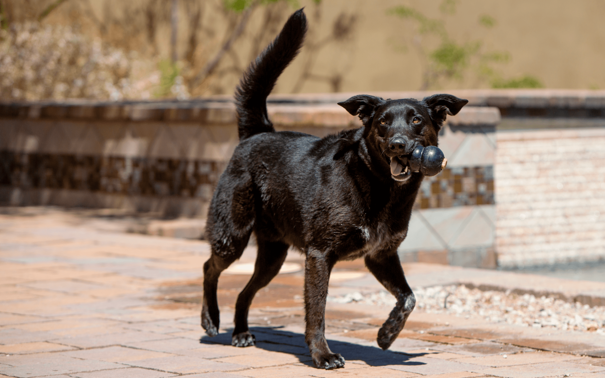 black dog running with toy