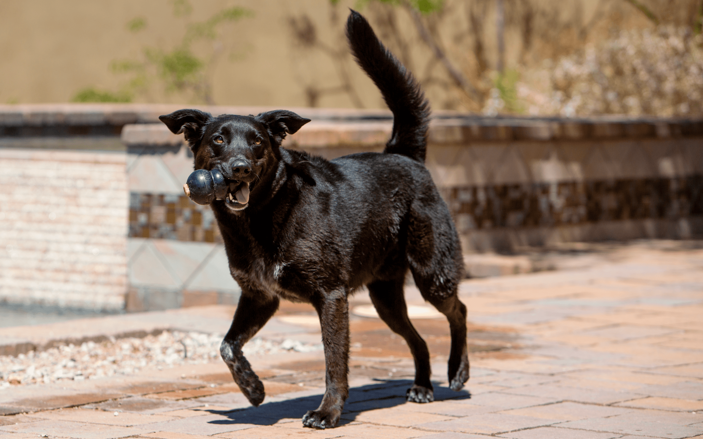 Schwarzer Hund, der mit Spielzeug läuft