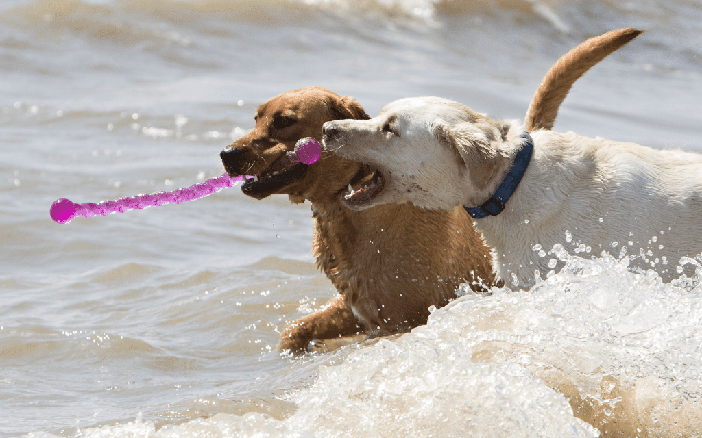 two dogs in water running with toy