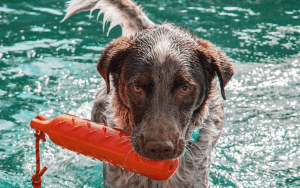 dog in water with orange toy