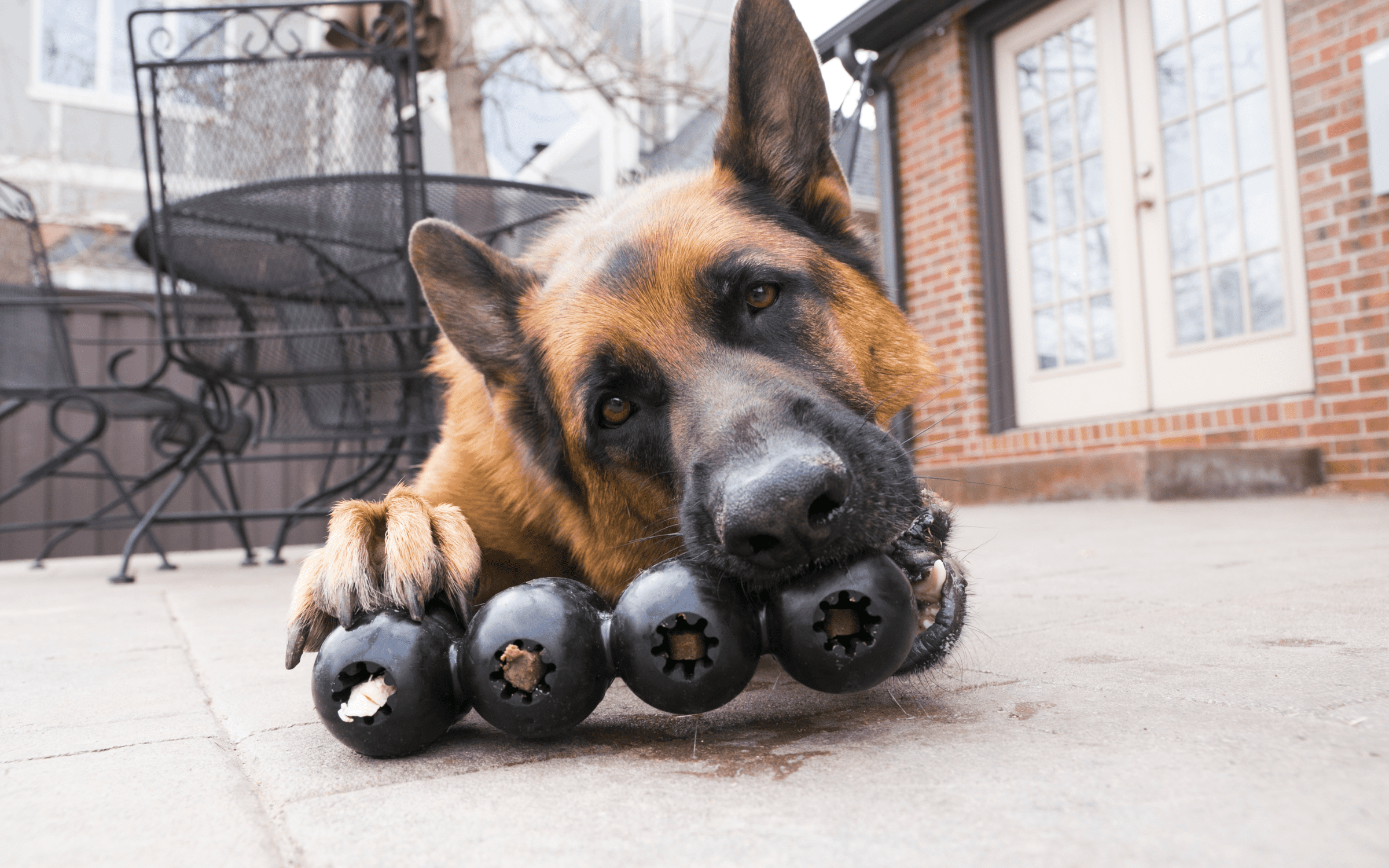 Are Kong Dog Toys Indestructible