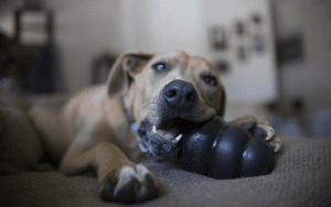 dog playing with black kong