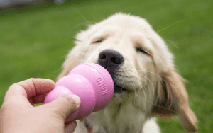 Baby golden playing with pink KONG