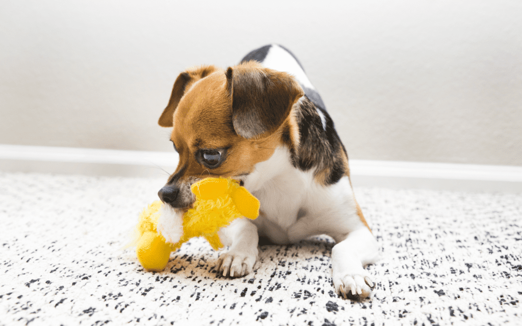 dog playing with yellow duck