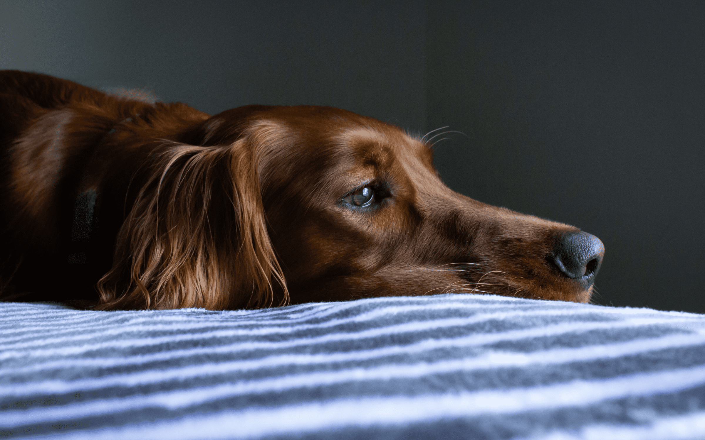 omgaan met onrust bij honden | KONG