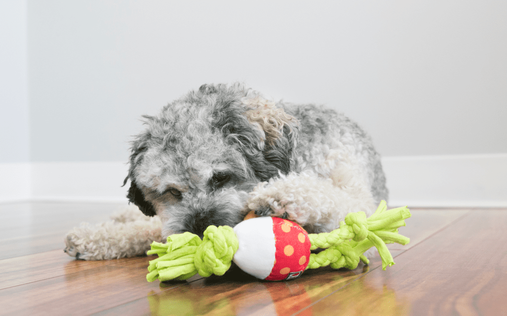 KONG Solutions How to use KONG to Help Solve Unfavorable Dog Behaviors KONG