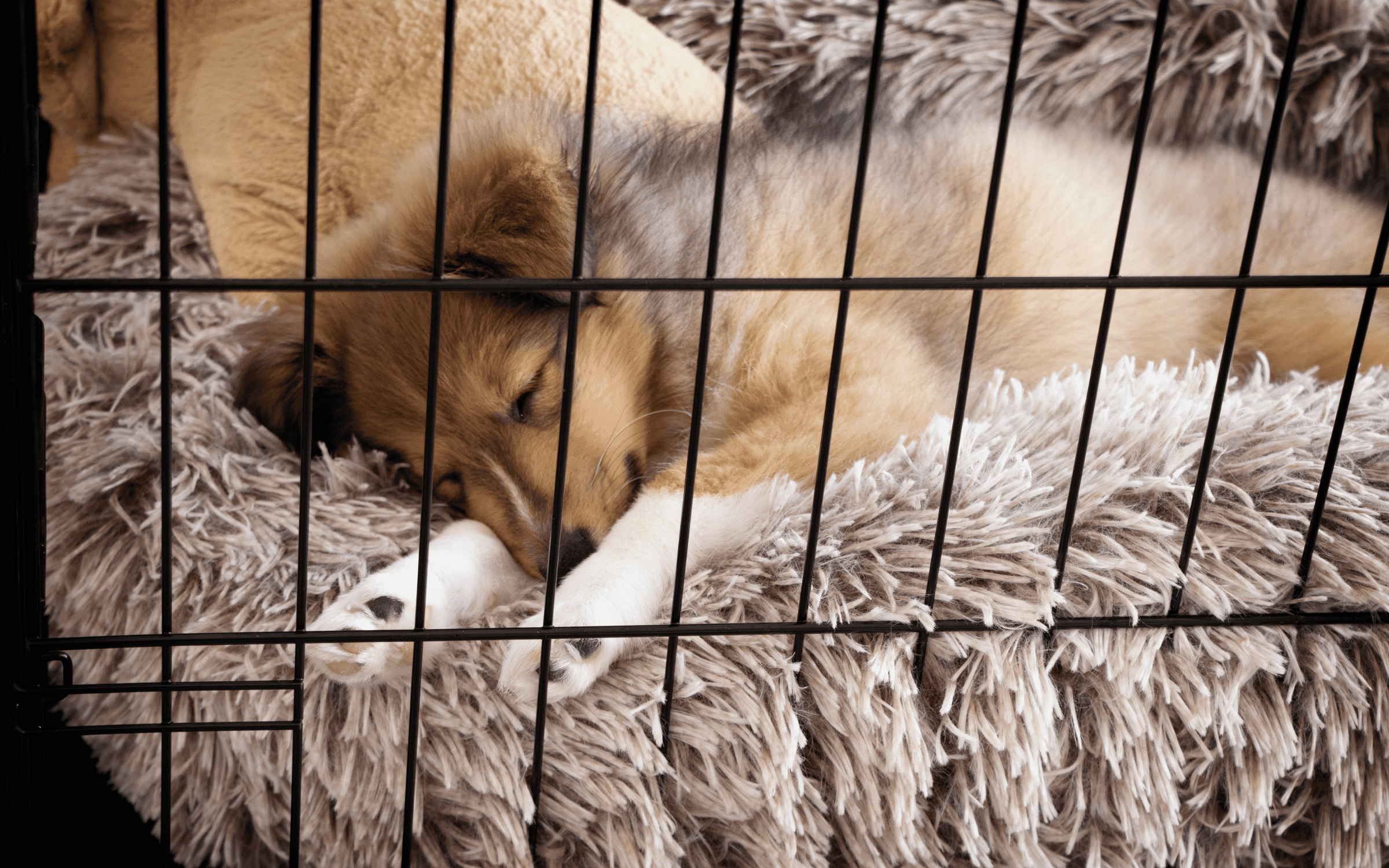 Crate Training 101: A Step-by-Step Guide