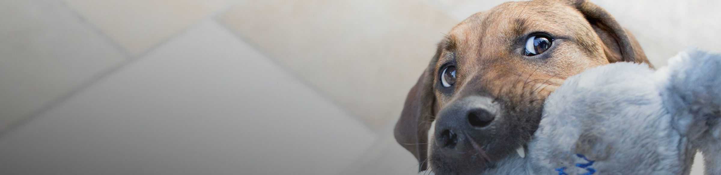 Perro marrón masticando un juguete gris de cerca