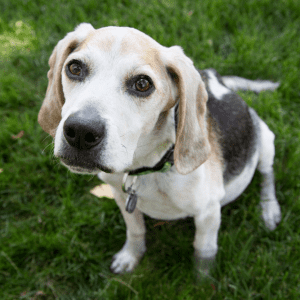 white, brown, and black dog
