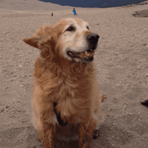 Happy golden dog sitting in the sand outdoors.