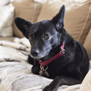 Sort hund med rødt halsbånd|kraver
