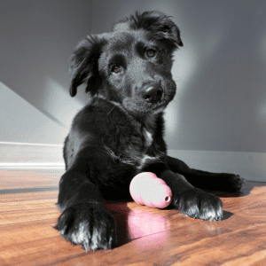 Cão preto com KONG rosa