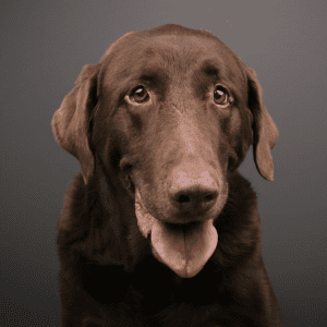 Headshot of brown dog with a gray background.