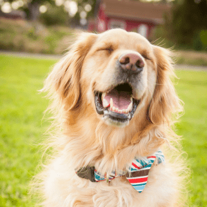 Yellow dog with a bow tie collar smiling in a yard.