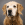 Brown and golden dog looking at camera with gray background.