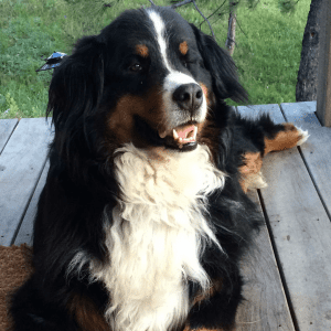 Black, brown, and white dog sitting on wood porch.