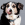 Hovedskud af brun, hvid og sort hund, der slikker sig om næsen.