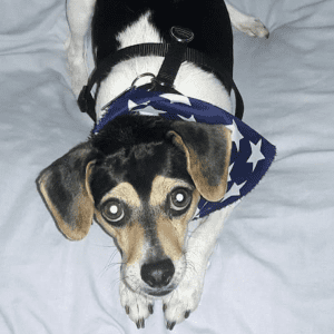 A small black, white, and brown dog laying on a white blanket wearing a blue kerchief with white stars.