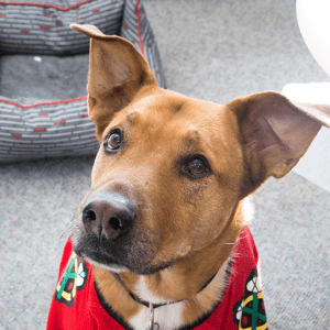 brown dog with a red jersey on