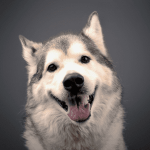 Headshot of gray and white smiling husky.