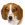 Headshot of brown and white beagle.