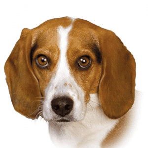 Headshot of brown and white beagle.