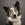 Headshot of a black and white dog.