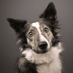 Hovedskud af en sort/hvid hund.