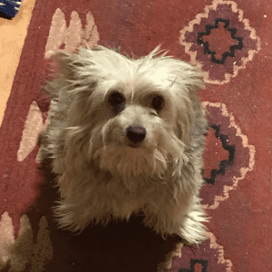 A small white dog sitting on a red rug looking into the camera.