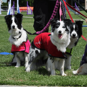 Drei schwarz-weiße Hunde an der Leine in einem Spielbereich für Hunde.