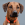 brauner Hund mit orangefarbenem Halsband