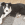 Ein schwarz-weißer Hund liegt auf einem schwarz-grauen Teppich und schaut in die Kamera.