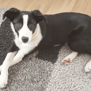 Ein schwarz-weißer Hund liegt auf einem schwarz-grauen Teppich und schaut in die Kamera.