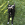 Ein schwarzer Hund, der im Freien im Gras liegt und einen KONG-Ball zwischen den Vorderbeinen hat.