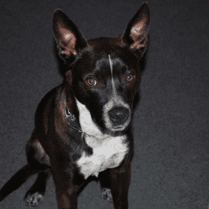 Um cão preto e branco sentado à atenção num tapete cinzento.