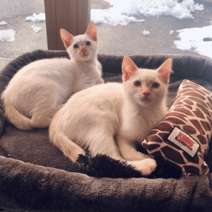 Two white cats laying in a brown bed withe a KONG Kickeroo toy.