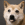 Kopfbild eines weißen und braunen Hundes mit herausgestreckter Zunge.