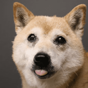 Headshot of white and brown dog with tongue out.