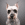Headshot of a white dog with black eye circles.