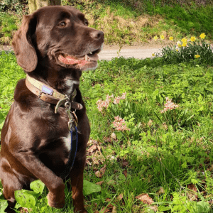 En mellembrun hund sidder i en mark med lyserøde og gule blomster ved en vejkant.