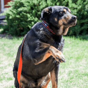 A black and white dog sitting outside with a Denver Broncos collar pawing at the air.