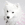 Headshot of a small white dog.