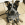 Um pequeno cão preto, castanho e branco sentado num chão de ladrilhos no interior.