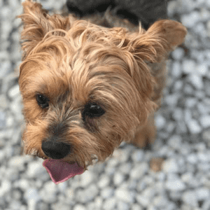A small brown and black dog standing outside with tongue lapping.