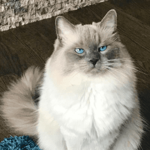 Eine weiße Katze mit blauen Augen sitzt auf einem dunklen Holzboden.
