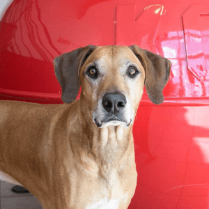 Brown dog with gray next to a giant red KONG.